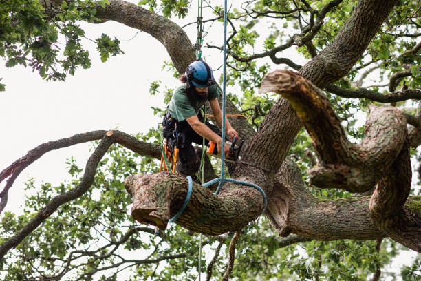 Best Tree Removal  in USA